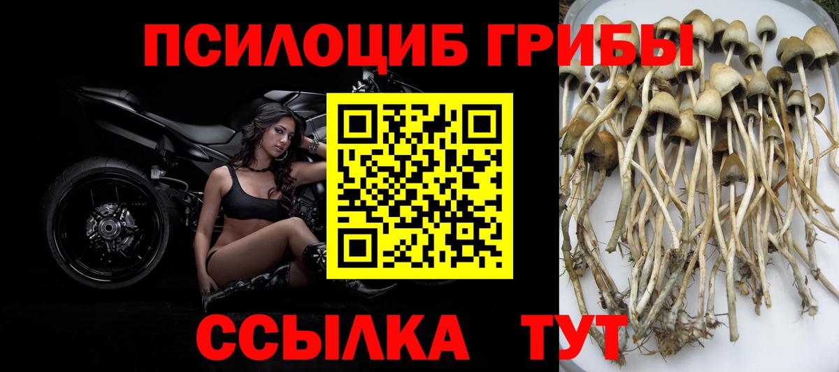 Псилоцибиновые грибы Cubensis  дарнет шоп  Новодвинск  Вход с VPN 